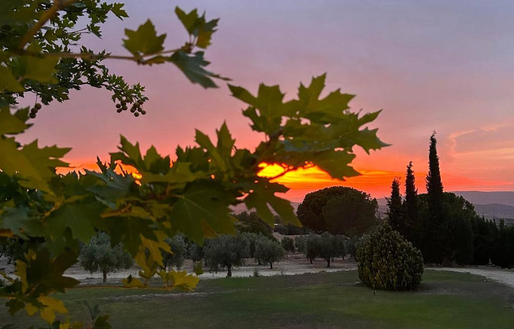 Sunset over the olive groves surrounding the finca near Biar